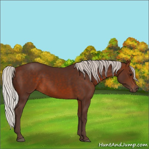 Horse Color:Silver Brown 