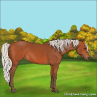 Horse Color:Silver Bay
