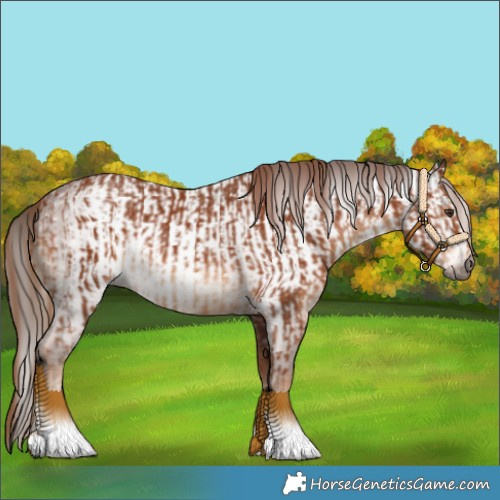 Horse Color:Chestnut  and Gray Chestnut 