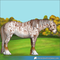 Horse Color:Chestnut and Gray Chestnut