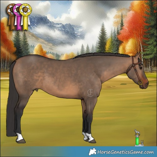 Horse Color:Bay Dun 