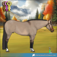 Horse Color:Bay Dun