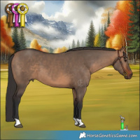 Horse Color:Bay Dun 