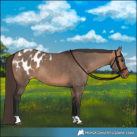 Horse Color:Bay Dun Appaloosa 