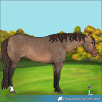 Horse Color:Bay Dun Appaloosa 