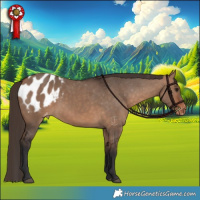 Horse Color:Bay Dun Appaloosa 