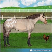 Horse Color:Bay Dun Appaloosa