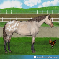 Horse Color:Bay Dun Appaloosa 