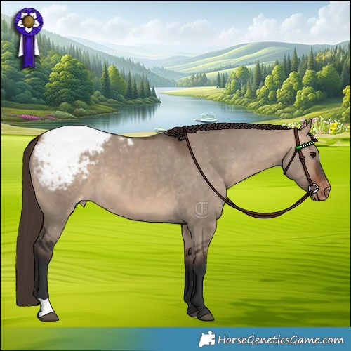 Horse Color:Bay Dun Appaloosa