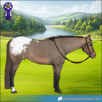 Horse Color:Bay Dun Snowcap 