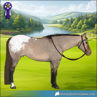 Horse Color:Bay Dun Appaloosa