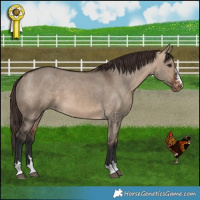 Horse Color:Bay Dun Appaloosa 
