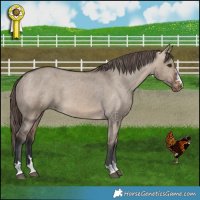 Horse Color:Bay Dun Varnish 