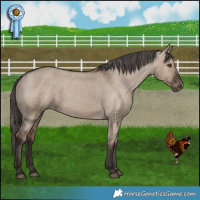 Horse Color:Liver Red Dun Appaloosa 