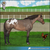 Horse Color:Bay Dun Appaloosa 