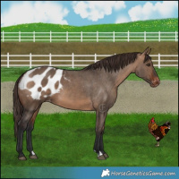 Horse Color:Bay Dun Appaloosa 