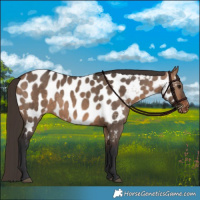 Horse Color:Bay Dun Appaloosa 