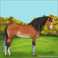 Horse Color:Bay  and Bay Splash 