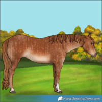 Horse Color:Chestnut  and Chestnut 
