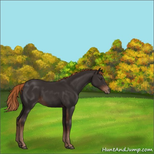 Horse Color:Liver Chestnut 