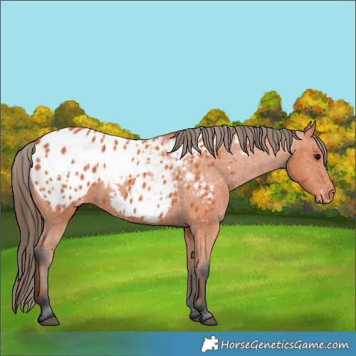 Horse Color:Bay Appaloosa 