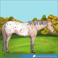 Horse Color:Bay Blanket 