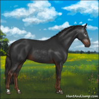 Horse Color:Gray Liver Chestnut 