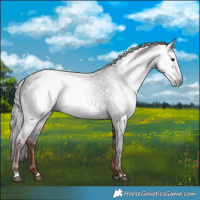 Horse Color:Gray Liver Chestnut 
