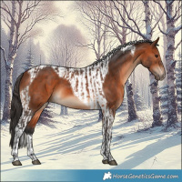Horse Color:Bay and Bay Tobiano