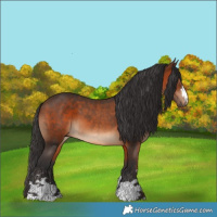 Horse Color:Brown and Brown