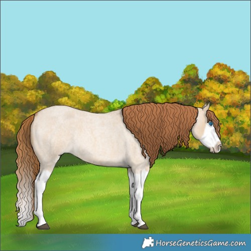 Horse Color:Red Dun Roan Splash Frame Rabicano