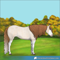 Horse Color:Red Dun Roan Splash Frame Rabicano 