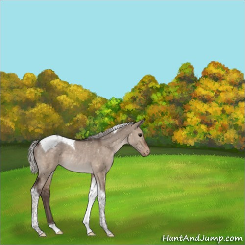 Horse Color:Silver Grullo Tobiano Appaloosa Rabicano 