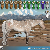 Horse Color:White Spotted Silver Brown Dun Appaloosa Rabicano