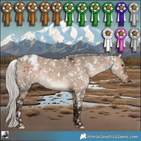 Horse Color:White Spotted Silver Brown Dun Appaloosa Rabicano