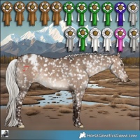 Horse Color:White Spotted Silver Brown Dun Appaloosa Rabicano