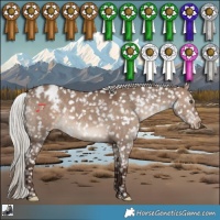 Horse Color:White Spotted Silver Brown Dun Appaloosa Rabicano 