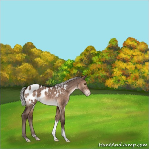 Horse Color:Silver Bay Dun Tobiano Appaloosa Rabicano 