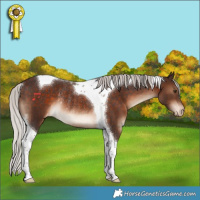 Horse Color:Silver Bay Tobiano Appaloosa Rabicano 