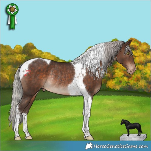 Horse Color:Silver Bay Tobiano Appaloosa Rabicano 