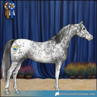 Horse Color:Black Sabino Tobiano Appaloosa Rabicano