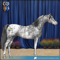 Horse Color:Black Sabino Tobiano Appaloosa Rabicano 