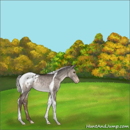 Horse Color:Silver Brown Dun Sabino Tobiano Appaloosa Rabicano 