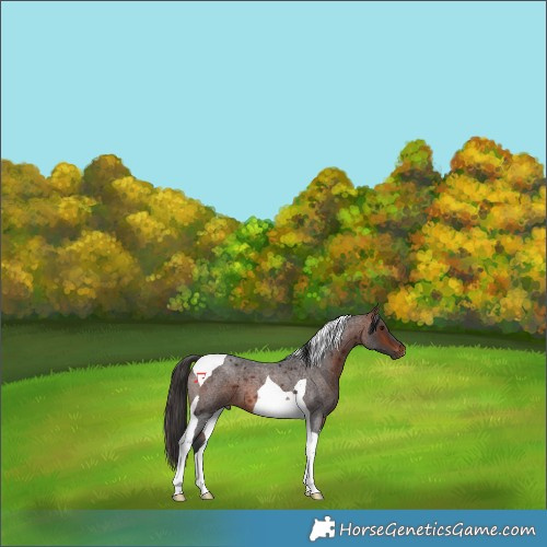 Horse Color:Bay Roan Tobiano 