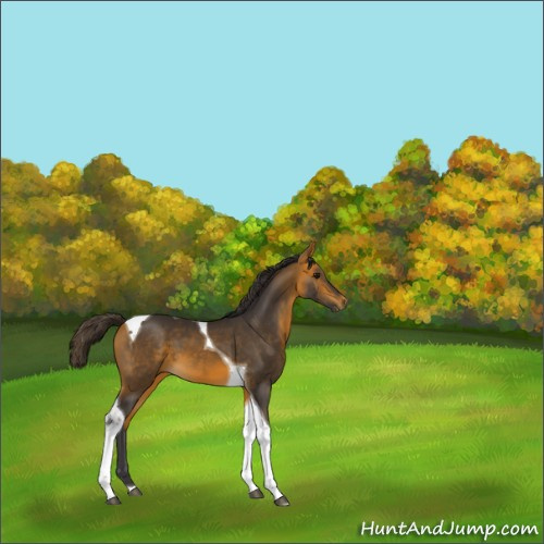 Horse Color:Buckskin Tobiano 