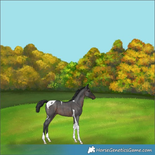 Horse Color:Brown Roan Tobiano 