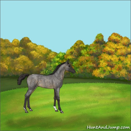 Horse Color:Buckskin Roan Tobiano 