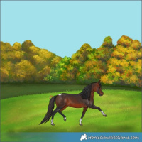 Horse Color:Bay Tobiano 