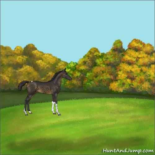 Horse Color:Buckskin Tobiano 