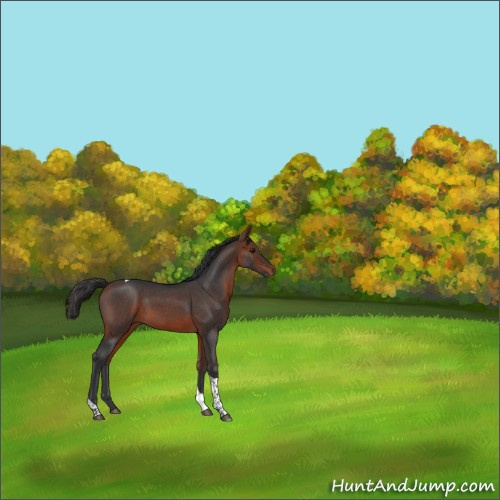 Horse Color:Bay Roan Tobiano 